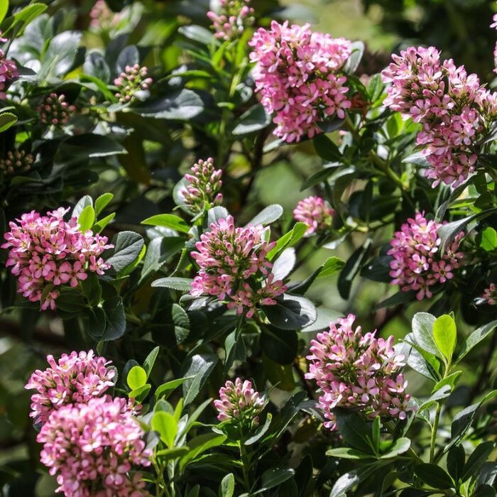 Escallonia (Escallonia laevis 'Pink Elle' )