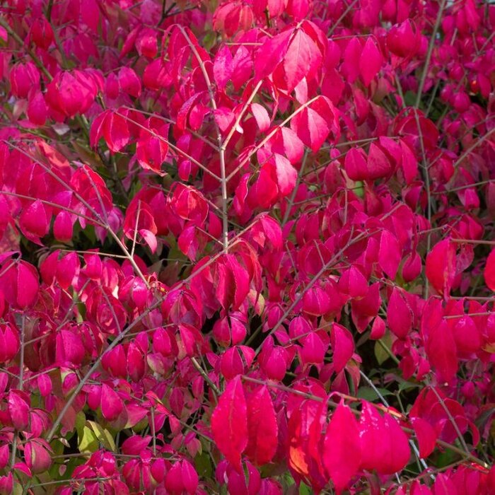 Kardinaalshoed (Euonymus alatus)