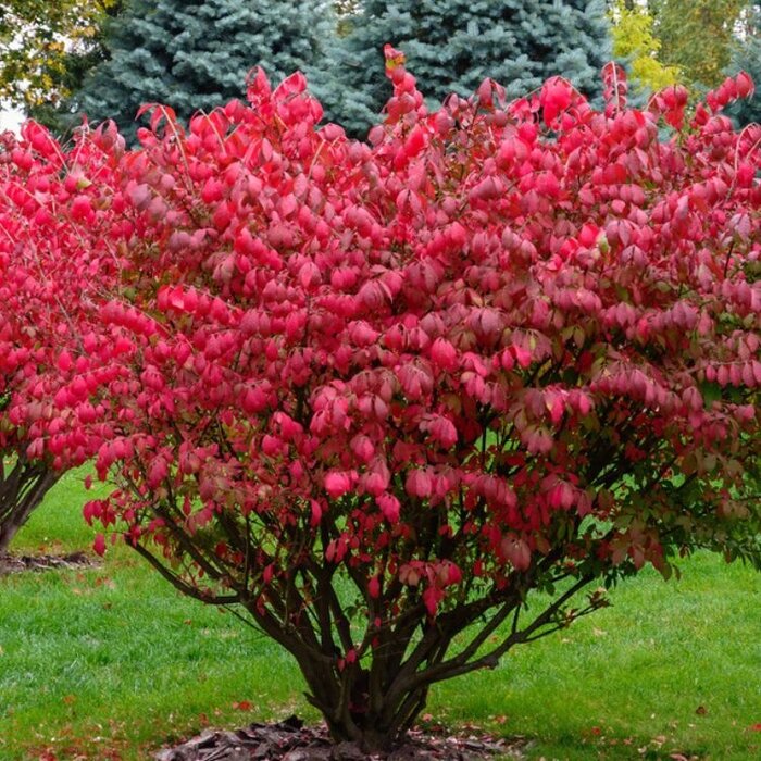 Kardinaalshoed (Euonymus alatus)