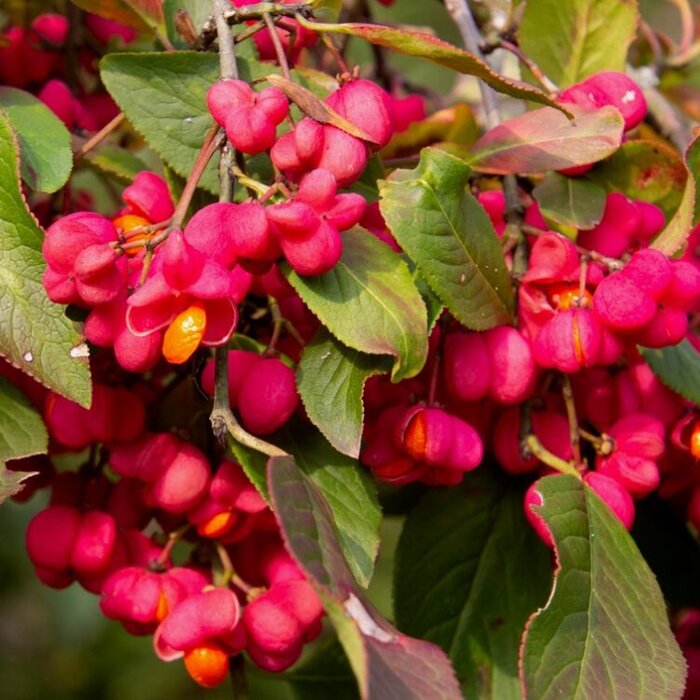 Kardinaalshoed (Euonymus europaeus )