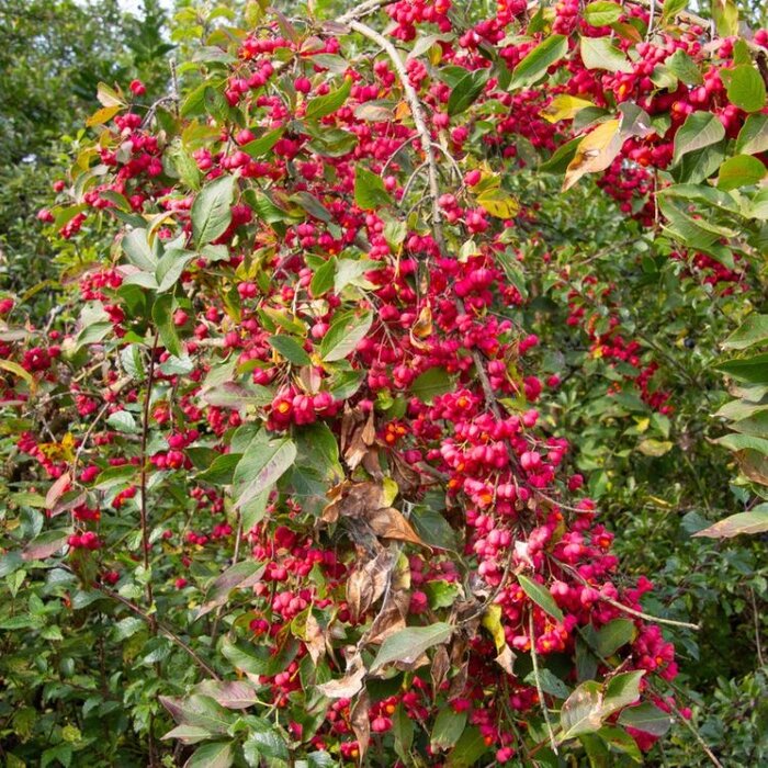 Kardinaalshoed (Euonymus europaeus )