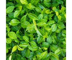 Japanse kardinaalshoed - Euonymus fortunei 'Dart's Blanket'