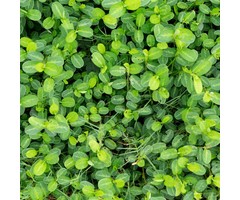 Euonymus fortunei 'Minimus' - Japanse kardinaalshoed