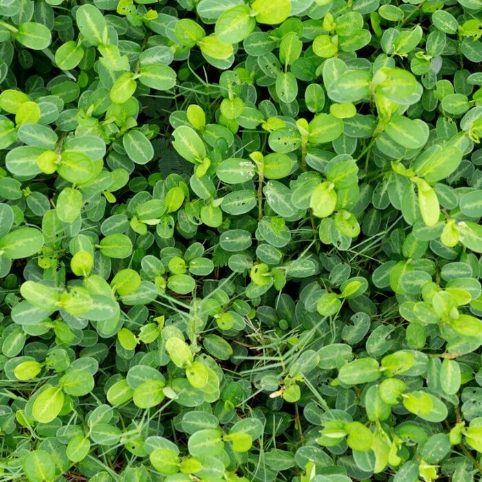 Japanse kardinaalshoed (Euonymus fortunei 'Minimus')