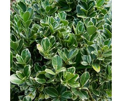 Kardinaalshoed - Euonymus japonicus 'Albomarginatus'