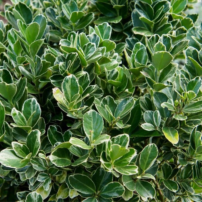 Kardinaalshoed (Euonymus japonicus 'Albomarginatus')