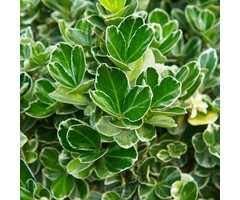 Japanse kardinaalshoed - Euonymus japonicus 'Kathy'