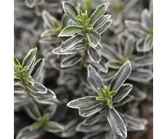 Kardinaalshoed - Euonymus japonicus 'Microphyllus Albovariegatus'