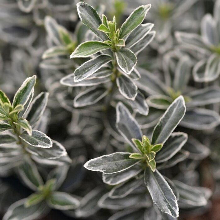 Kardinaalshoed (Euonymus japonicus 'Microphyllus Albovariegatus')