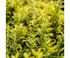 Kardinaalshoed - Euonymus japonicus 'Microphyllus Aureovariegatus'