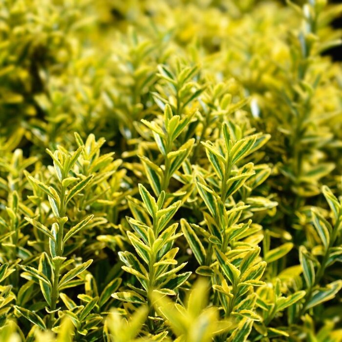 Kardinaalshoed (Euonymus japonicus 'Microphyllus Aureovariegatus')