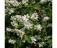 Parelstruik - Exochorda 'The Bride'