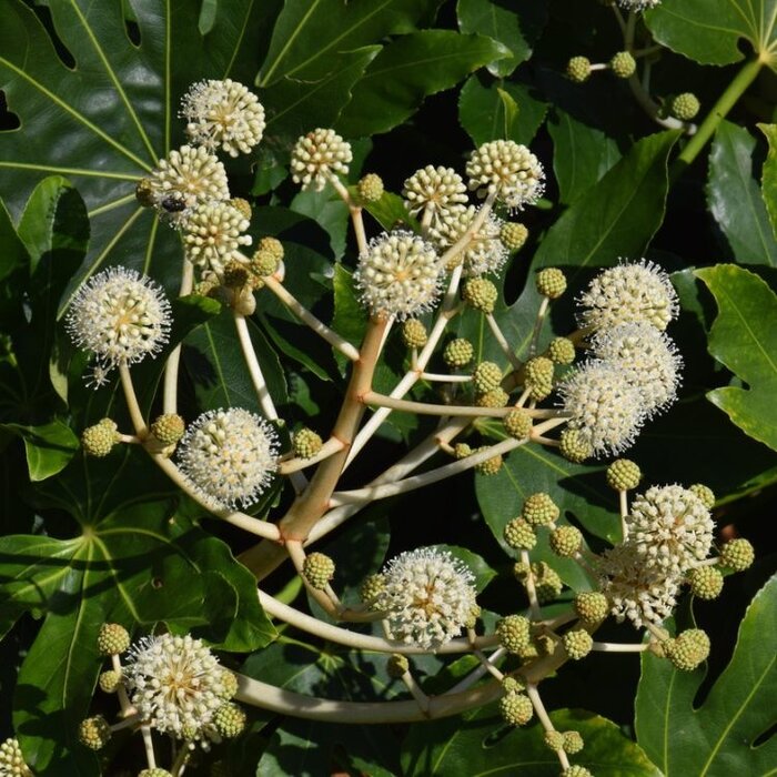 Vingerplant (Fatsia japononica)