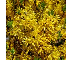 Chineesklokje - Forsythia 'Goldrausch'