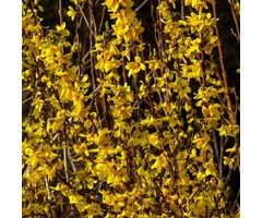 Chineesklokje - Forsythia intermedia 'Courtalyn'