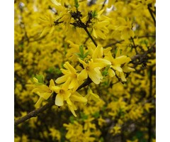 Chineesklokje - Forsythia intermedia 'Lynwood'