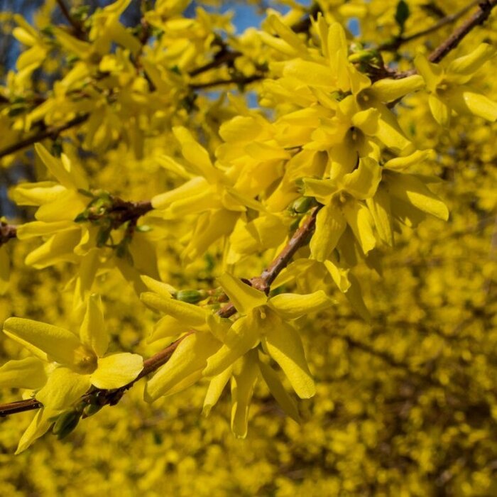 Chineesklokje (Forsythia intermedia 'Spectabilis')