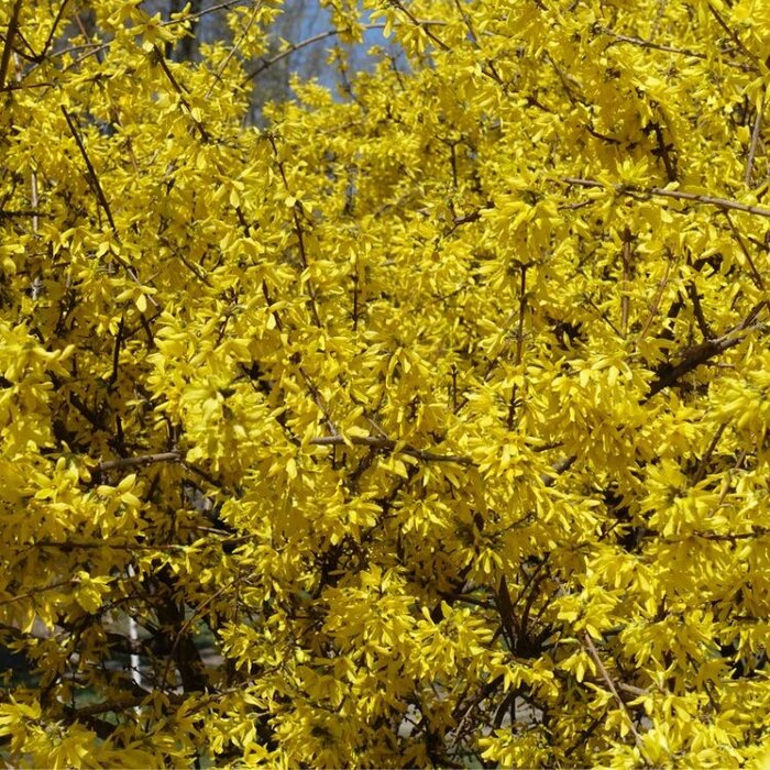 Chineesklokje (Forsythia intermedia 'Spectabilis')