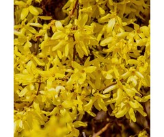 Chineesklokje - Forsythia intermedia Week-End