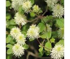 Lampepoetserstruik - Fothergilla major
