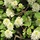 Lampepoetserstruik (Fothergilla major)