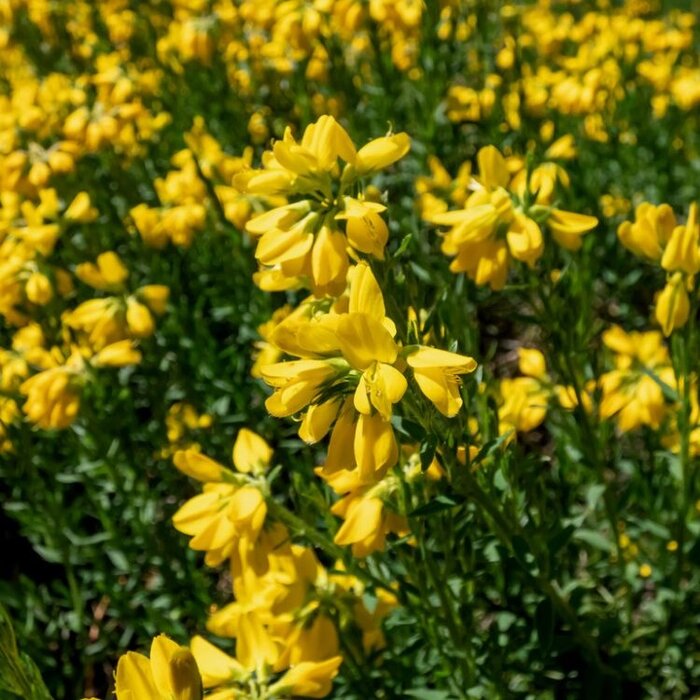 Heidebrem (Genista lydia)