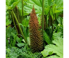 Braziliaanse reuzenrabarber - Gunnera manicata
