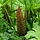 Braziliaanse reuzenrabarber (Gunnera manicata)