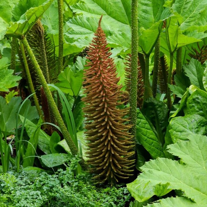 Braziliaanse reuzenrabarber (Gunnera manicata)