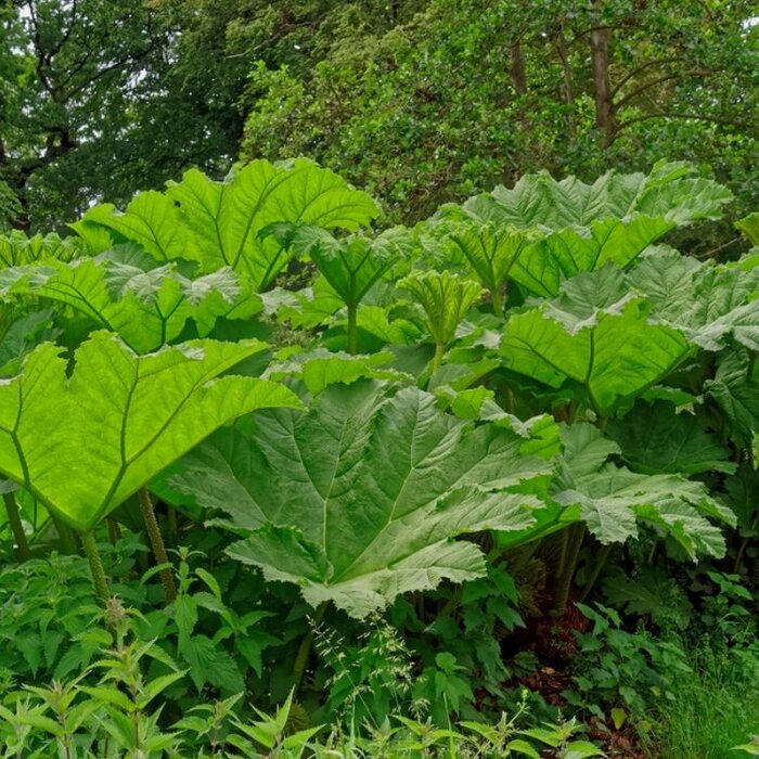 Braziliaanse reuzenrabarber (Gunnera manicata)