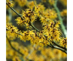 Toverhazelaar - Hamamelis intermedia 'Arnold Promise'