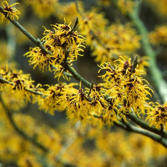 Toverhazelaar (Hamamelis intermedia 'Arnold Promise')