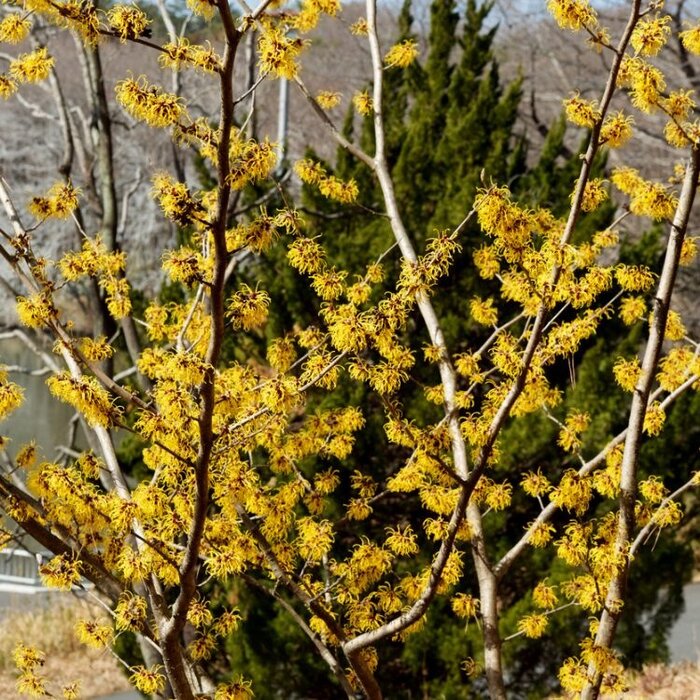 Toverhazelaar (Hamamelis intermedia 'Arnold Promise')