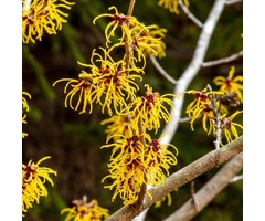 Toverhazelaar - Hamamelis intermedia 'Pallida'