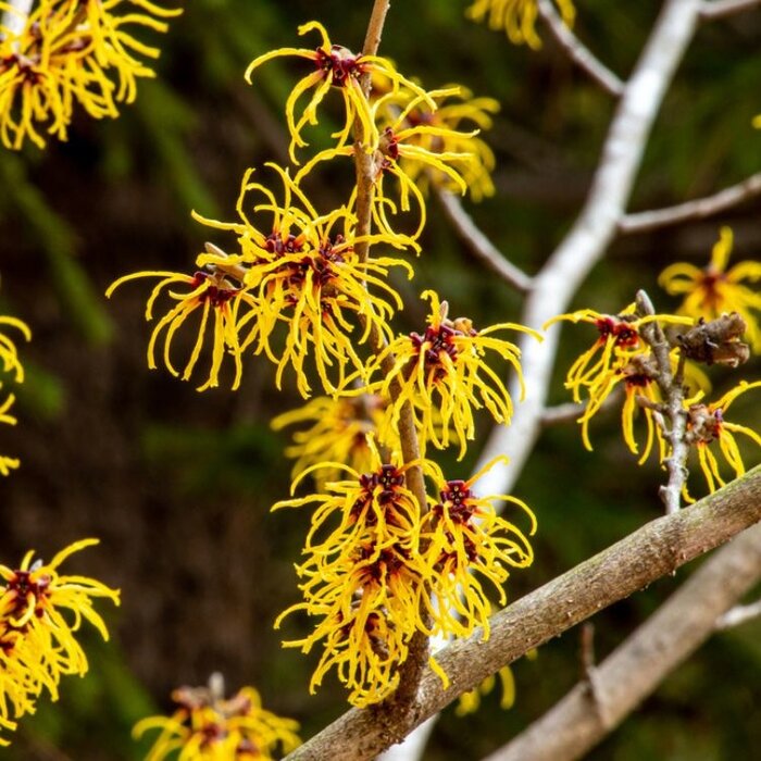 Toverhazelaar (Hamamelis intermedia 'Pallida')