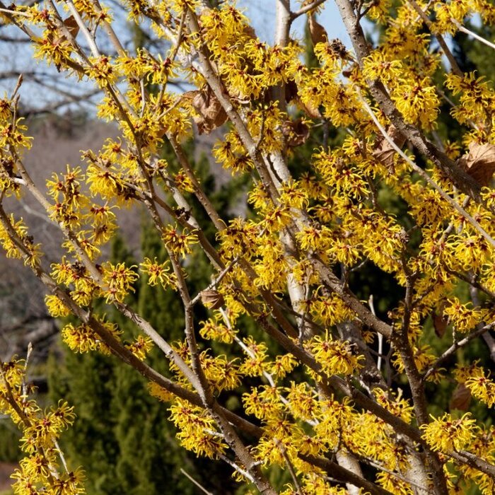 Toverhazelaar (Hamamelis intermedia 'Pallida')