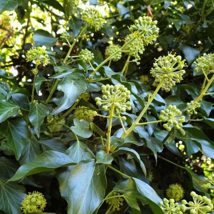 Kaukasische klimop (Hedera colchica 'Fall Favourite')