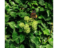 Klimop - Hedera helix 'Arborescens'