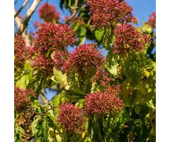 Zevenzonenboom (Struik) - Heptacodium miconioides