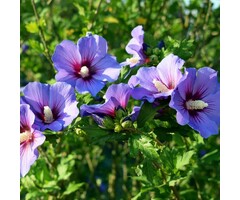 Altheastruik - Hibiscus syriacus 'Marina'