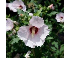 Altheastruik - Hibiscus syriacus 'Red Heart'