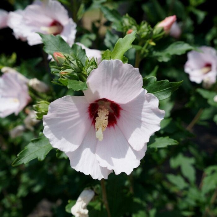 Altheastruik (Hibiscus syriacus 'Red Heart')