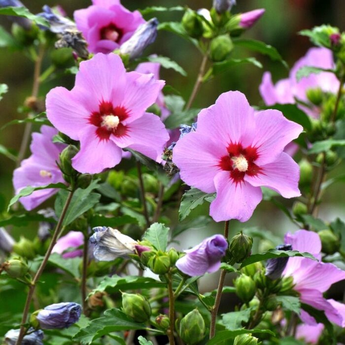 Altheastruik (Hibiscus syriacus 'Woodbridge')