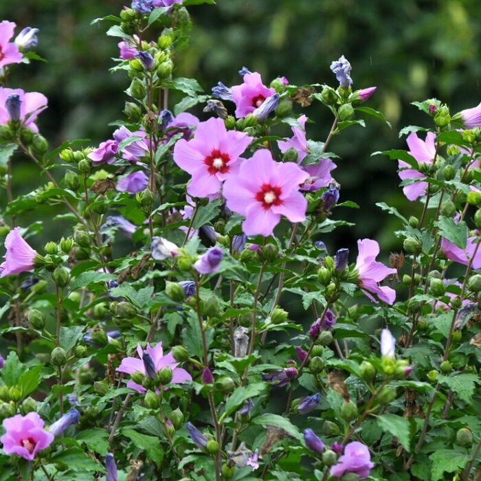 Altheastruik (Hibiscus syriacus 'Woodbridge')
