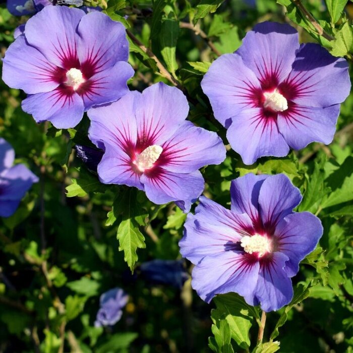 Altheastruik (Hibiscus syriacus 'Oiseau Bleu')