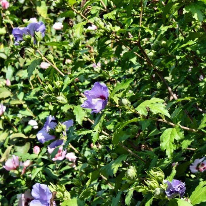 Altheastruik (Hibiscus syriacus 'Oiseau Bleu')