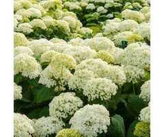 Hortensia - Hydrangea arborescens 'Annabelle'
