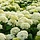 Hortensia (Hydrangea arborescens 'Annabelle')