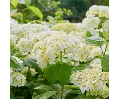 Hortensia - Hydrangea arborescens 'Incrediball'