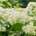 Hortensia (Hydrangea arborescens 'Incrediball' )